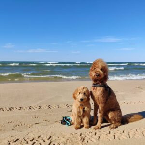 Dog Friendly Beaches